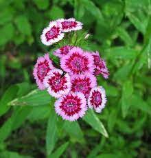 Wildflower Detail Sweet William Dianthus Barbatus From Youghiogheny River Trail Dianthus Barbatus Sweet William Flowers Sweet William