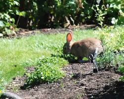 Check spelling or type a new query. How To Keep Rabbits Out Of The Garden Gardening Channel