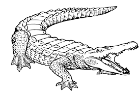 Are you looking for education resources that you can use with your preschooler? Free Printable Alligator Coloring Pages For Kids
