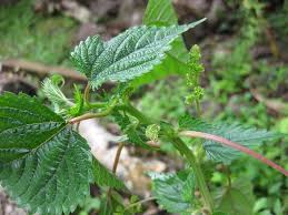 Image result for Laportea ovalifolia