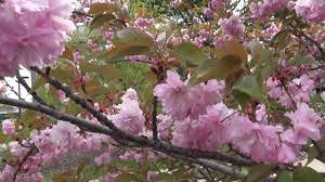 Tiny flowers measure 1 inch across, and the foliage is bright green. Most Beautiful Spring Flowering Trees And Shrubs In Michigan Youtube