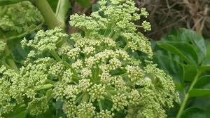 Image result for Polyscias