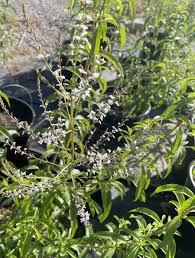 Image result for Aloysia