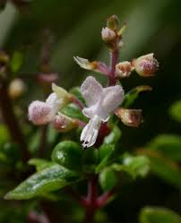 Image result for Plectranthus chimanimanensis