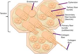 The tibialis posterior tendon is the main invertor of the foot and also helps the calf muscles to plantarflex the foot. An Overview Of The Management Of Flexor Tendon Injuries