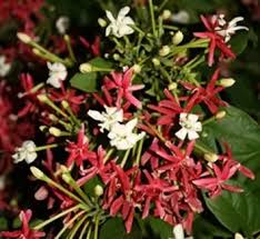 Image result for Combretum constrictum