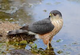 Birds Of Western Washington Identification Vickie Anderson Photos Of We Love Birds Facebook Sharp Shinned Hawk Birds Birds Of Prey