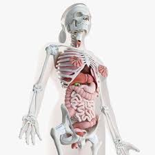 Reproductive System 3d Models For Download Turbosquid Integumentary System Human Body Anatomy 3d Model