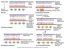 Mutation Mutation Biology Lessons Study Biology