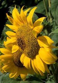 Girasol Helianthus Annuus Music Box Fotografia De John Glover Uno De Los Primeros Y De Los Mas Importantes Fotografos De Jardin Girasoles Flores Fotografia