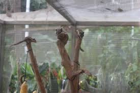 Check out the butterflies at the butterfly farm. Malaysia Cameron Highlands Alltag Raus Reiseblog