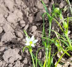 Image result for Spergula