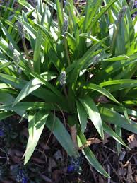 Pin On Plant Identification