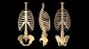 Check spelling or type a new query. Anatomy Of The Human Rib Cage Healthncure Org