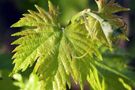 Image result for Pseudopeziza tracheiphila