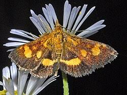 Image result for Pyrausta aurata