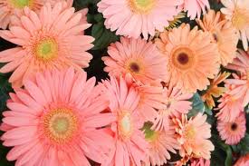 Image result for Gerbera jamesonii
