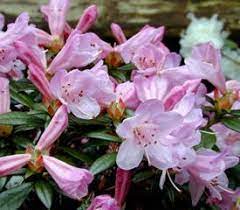Rhododendron Imperator Is A Mat Forming Shrub That Originates In India Tibet And Myanmar Rhododendron Plant Rhododendron Plants