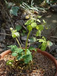 Image result for Isopyrum nipponicum