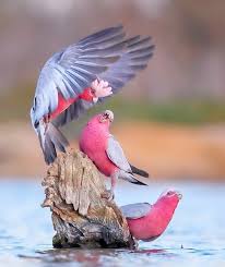 birds private on instagram follow us for amaz amaz australian birdsprivate follow instagram guzel kuslar rengarenk kuslar hayvan fotografciligi