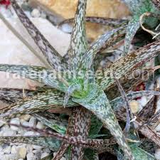 I had my eye on a few of the cacti there. Aloe Rauhii Rauh S Aloe Buy Seeds At Rarepalmseeds Com