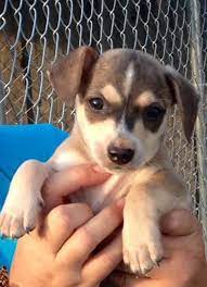 Adopt Chihuahua Dachshund Puppies On Petfinder Dachshund Puppies Chihuahua Dachshund