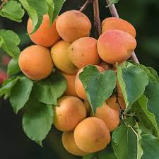 Royal Blenheim Apricot Tree Semi Dwarf Groworganic Com