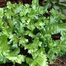 Image result for Asplenium elliottii