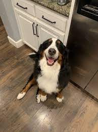 Maybe you would like to learn more about one of these? The Pampered Pet Grooming Spa 298 Photos 143 Reviews Pet Groomers 7720 Brentwood Blvd Brentwood Ca Phone Number