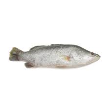 Tim kentang kakap kacang merah (7 bulan+). Ikan Kakap Putih Harga Terbaru Mei 2021 Blibli