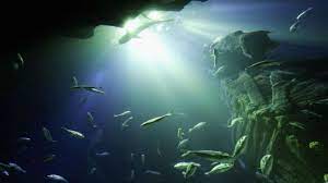 This year the un partnership with oceanic global to celebrate world oceans day as a virtual event. World Oceans Day 2020 History Significance This Year S Theme