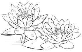 Flower adult, mandala, zentangle, advanced, hard, color by number for adults, christmas adults. Lotus Coloring Pages Printable Pdf Free Coloring Sheets Lotus Flower Colors Leaf Coloring Page Fruit Coloring Pages