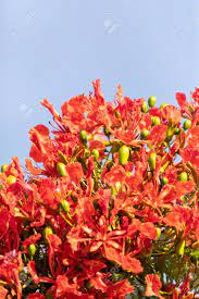Maybe you would like to learn more about one of these? Red Flowers On A Royal Poinciana Tree Delonix Regia Also Called A Flame Tree In Naples Florida Stock Photo Picture And Royalty Free Image Image 103161507
