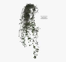 Maybe you would like to learn more about one of these? Family Plant Stem Hanging Creeper Plant Png Transparent Png Kindpng