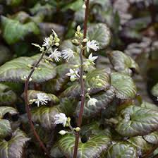 Image result for Bewsia