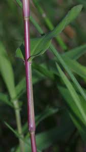 Image result for Acroceras zizanioides