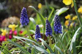 Liste des plantes à fleurs. Bulbes De Printemps Liste De 10 Belles Fleurs Jardiner Malin