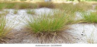 Image result for Eleocharis geniculata
