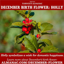 December Birth Flowers December Birth Flower Birth Flowers Birth Month Flowers
