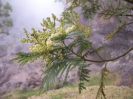 Image result for Acacia mearnsii