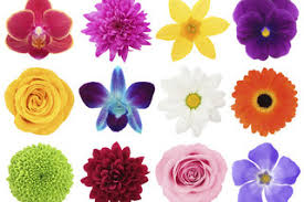 Types of flowers 170 flower names pictures flower glossary. How Many Different Kinds Of Flowers Can You Name Trivia Quiz Livingly