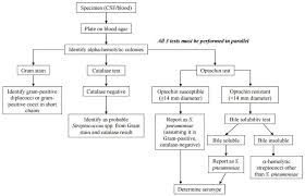 how to identify streptococcus pneumoniae learn