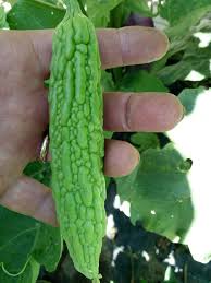 Image result for Momordica charantia