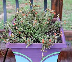 Full sun means six or more hours of direct sunlight per day; 15 Best Annual Flowers For Full Sun Full Sun Flowers Annual Flowers Portulaca Flowers