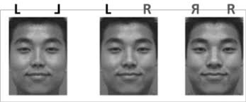 Examples of chimeric faces.