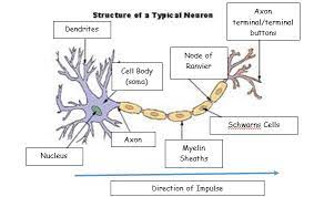 Thalamic relay neuron is a neuron in vertebrates. The Structure And Function Of Sensory Relay And Motor Neurons Psychology Hub