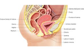 Males also puncture females with their cheliceral fangs during courtship. Reproductive System Organs Female Gestion Des Risques Interculturels Com