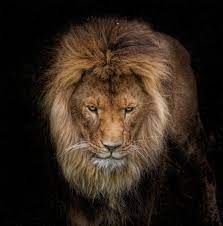 The King Animals Beautiful Lion Pictures Animals Wild