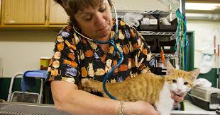 Everyone at prairie animal hospital have been great to work with! Pandemic Affects Pets As Patients Not Carriers Coeur D Alene Press