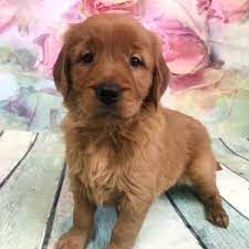 Maybe you would like to learn more about one of these? Tessa Golden Retriever Puppy 621412 Puppyspot